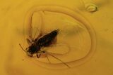 Two Fossil Flies (Diptera) In Baltic Amber #120677-2